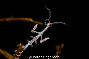 Spooky schrimp, Caprella linearis by Peter Segerdahl 